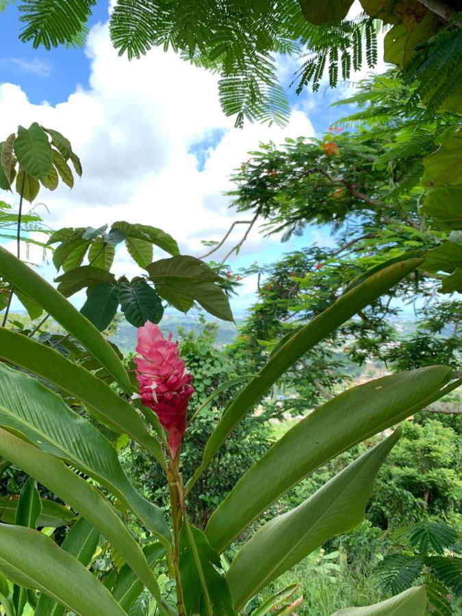 Camping Para Dos - A Escoger Segun Disponibilidad De Caseta O Cabana Caguas Exterior foto
